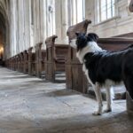 Pies uratował św. Rocha a dziś zwierzęta przychodzą do jego kościoła