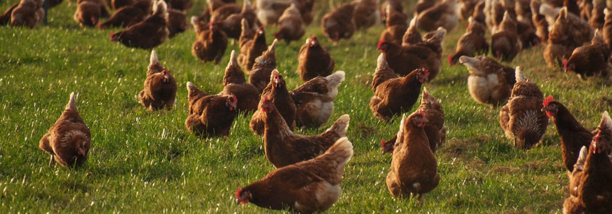 chickens-4574489_960_720