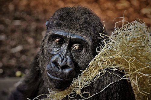gorilla-3586621_1920