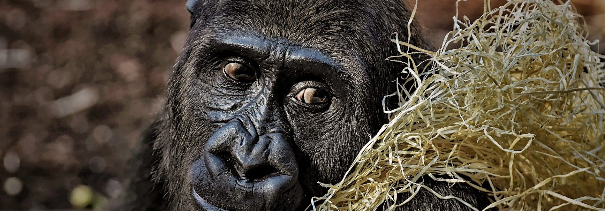 gorilla-3586621_1920