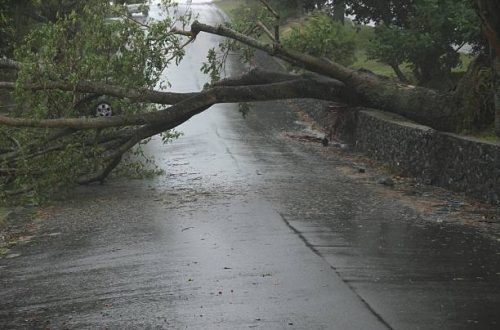 BRISBANE, AUSTRALIA - JANUARY 27 : Trees fallen across road during  tropical cyclone Oswald on January 27, 2013 in Brisbane, Australia