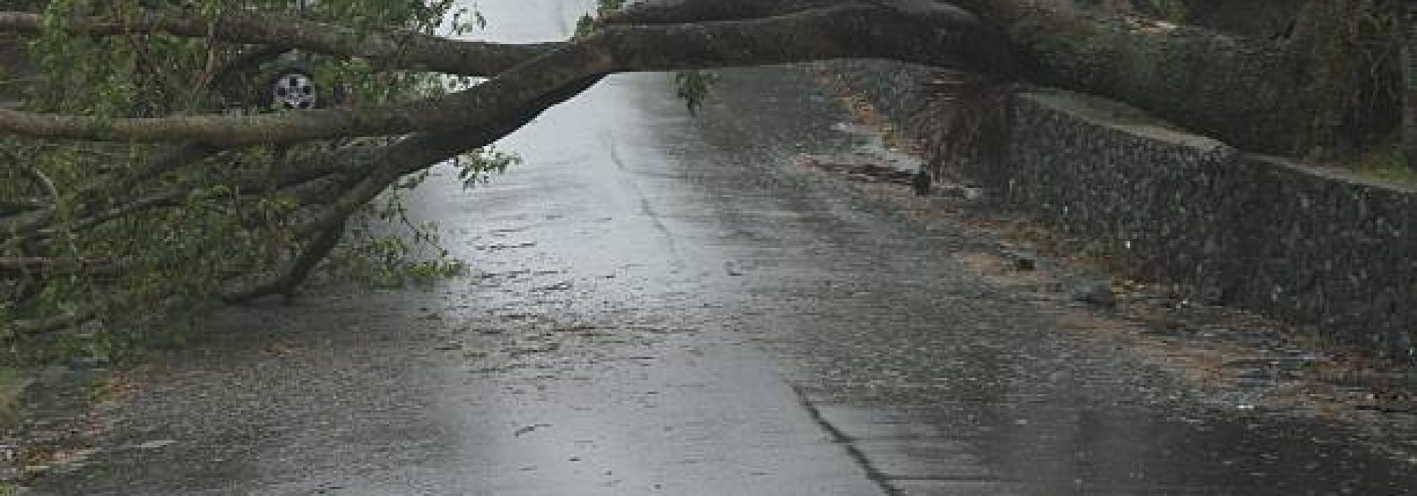 BRISBANE, AUSTRALIA - JANUARY 27 : Trees fallen across road during  tropical cyclone Oswald on January 27, 2013 in Brisbane, Australia