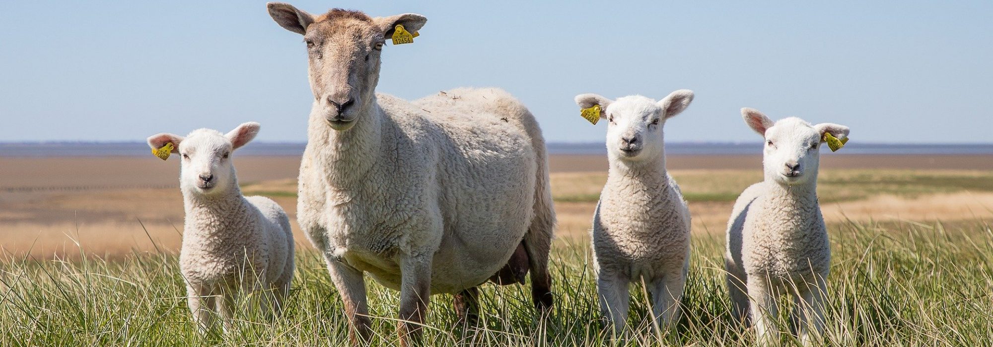 sheep-5078377_1920