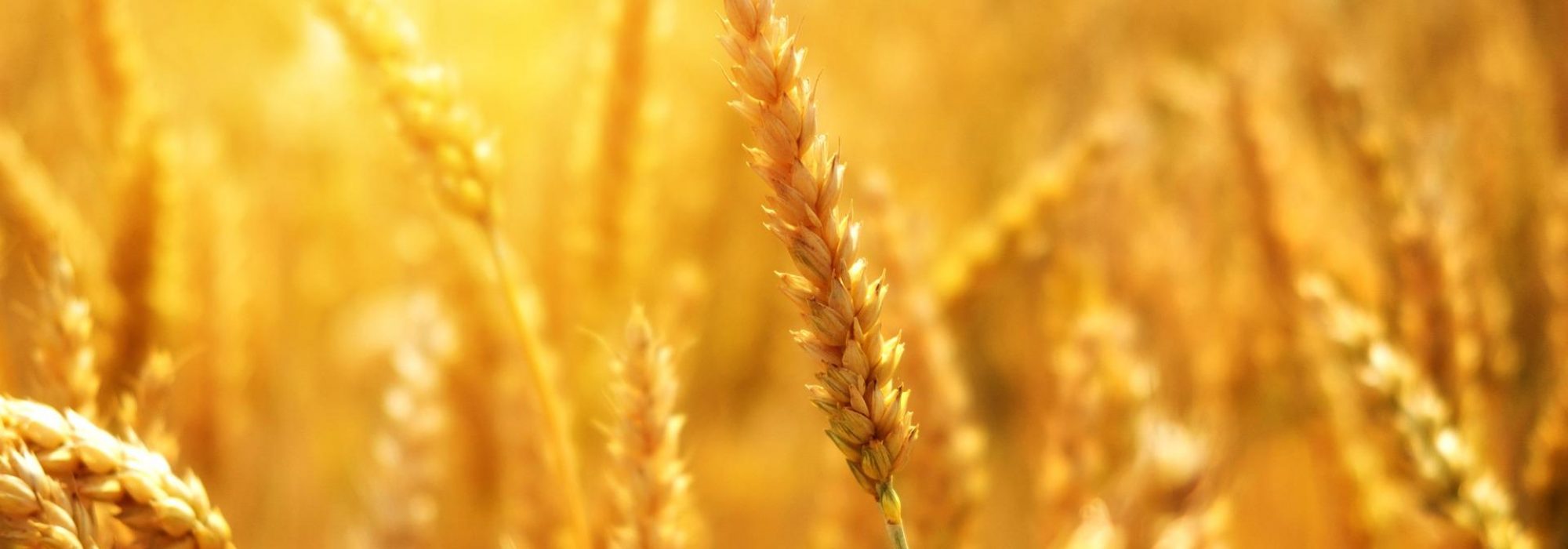 wheat-g1c90404e5_1920