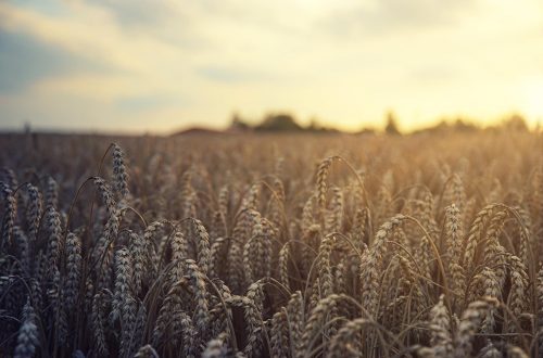 wheat-gc23d978a3_1920