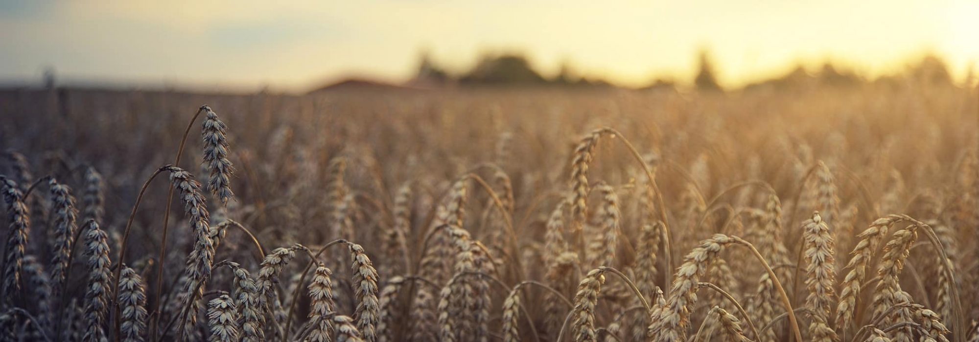 wheat-gc23d978a3_1920