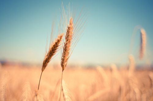 wheat-gefe6e1edf_1920