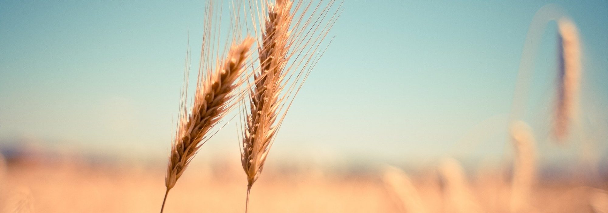 wheat-gefe6e1edf_1920